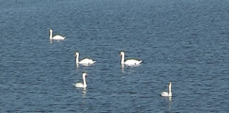 Focar de gripă aviară diagnosticat la lebede găsite moarte pe balta Marioara de pe raza comunei Drăghiceni