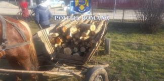 CERCETAŢI PENTRU INFRACŢIUNI SILVICE