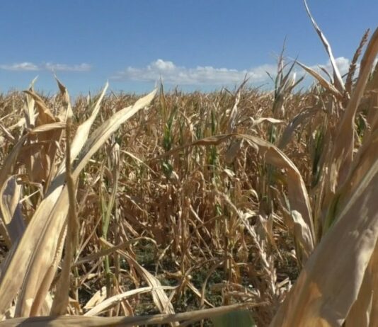 DISPERARE PENTRU FERMIERI. CULTURILE SUNT PÂRJOLITE