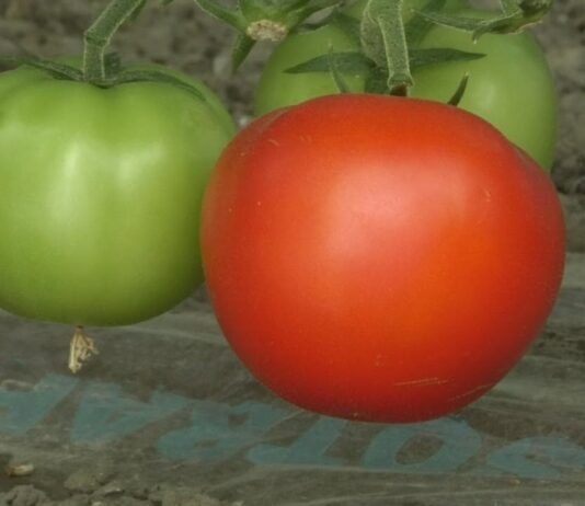 LEGUMICULTORII AU PRIMIT BANII DE LA DAJ