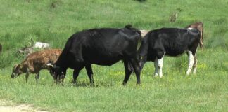 CRESCĂTORII DE ANIMALE AU PRIMIT BANI DE LA APIA