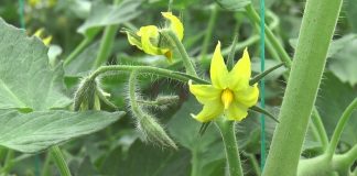 PROGRAMUL „TOMATA” CONTINUĂ CU MODIFICĂRI