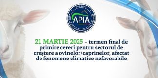 21 martie 2025 – termen final de primire cereri pentru sectorul de creștere a ovinelor/caprinelor, afectat de fenomene climatice nefavorabile