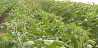 MII DE FERMIERI DIN OLT AU PRIMIT BANII PENTRU „TOMATA”