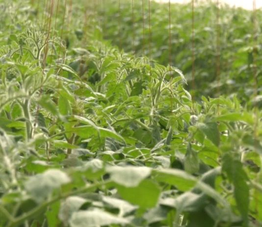 MII DE FERMIERI DIN OLT AU PRIMIT BANII PENTRU „TOMATA”