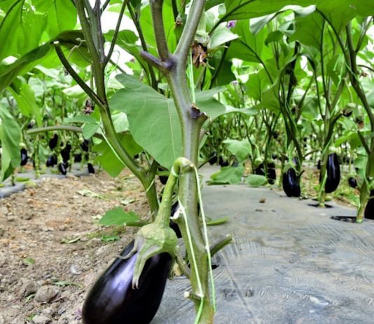 Legumicultori: a fost aprobată schema de ajutor de minimis pentru perioada 2025-2027