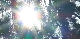 EVITAȚI IEȘIRILE DUPĂ AMIAZA! CĂLDURA EXTREMĂ POATE UCIDE