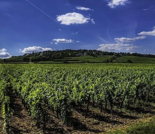 Restructurarea și reconversia plantațiilor viticole” din cadrul Planului strategic PAC 2023-2027