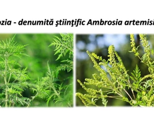 Agentia Nationala pentru Mediu si Arii Protejate – ANMAP