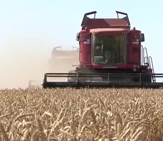 PRODUCȚII RECORD LA GRÂU ȘI RAPIȚĂ