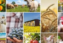 Vești importante pentru fermieri: Politica Agricolă Comună va fi simplificată începând cu 1 ianuarie 2026