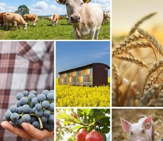 Vești importante pentru fermieri: Politica Agricolă Comună va fi simplificată începând cu 1 ianuarie 2026