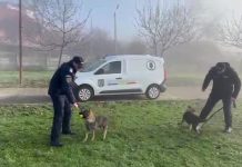 Inspectoratul de Jandarmi Județean Olt își completează structura canină