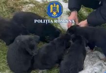 FEMEIE CERCETATĂ PENTRU SCHINGIUIREA ANIMALELOR