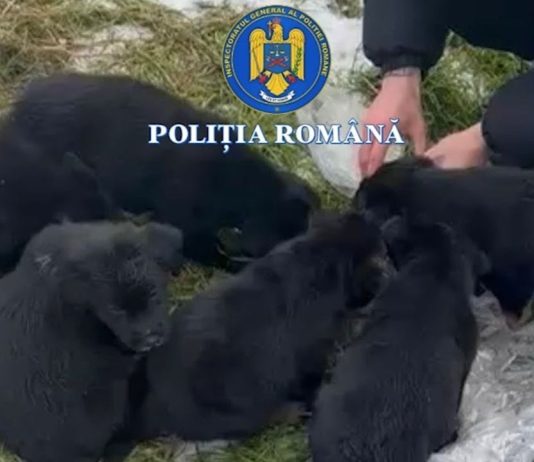 FEMEIE CERCETATĂ PENTRU SCHINGIUIREA ANIMALELOR