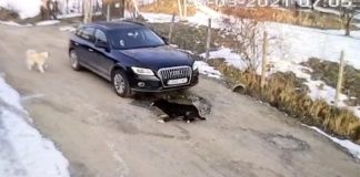 Bărbat din Potcoava, cercetat după ce a accidentat intenționat un câine