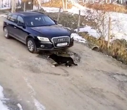 Bărbat din Potcoava, cercetat după ce a accidentat intenționat un câine