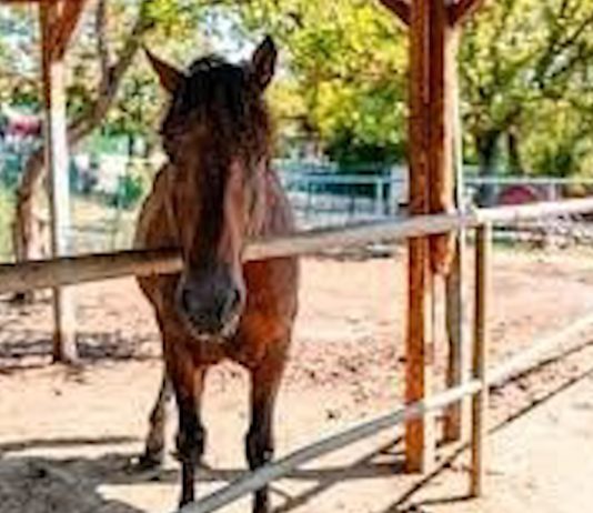 Verificări pentru nerespectarea legislației privind protecția animalelor