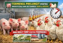 Se prelungește termenul de finalizare a investițiilor pentru programele de susținere a sectoarelor suin și avicol
