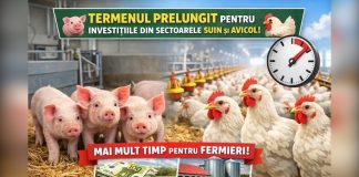 Se prelungește termenul de finalizare a investițiilor pentru programele de susținere a sectoarelor suin și avicol