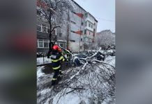POMII AU CEDAT SUB GREUTATEA ZĂPEZII ȘI AU AVARIAT MAI MULTE MAȘINI
