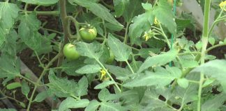 APROAPE 5000 DE OLTENI AU BENEFICIAT DE AJUTORUL DE MINIMIS