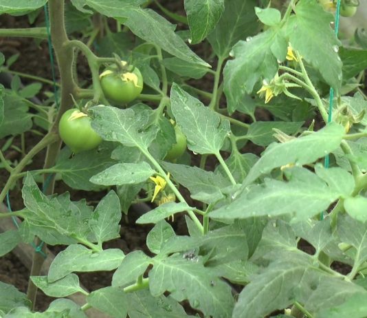 APROAPE 5000 DE OLTENI AU BENEFICIAT DE AJUTORUL DE MINIMIS