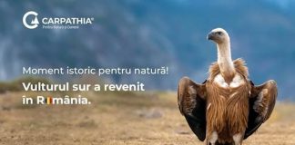 Primele exemplare de vultur sur au ajuns în România