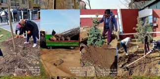 Dezvoltare urbana – Lucrari de intretinere si ingrijire spatii verzi