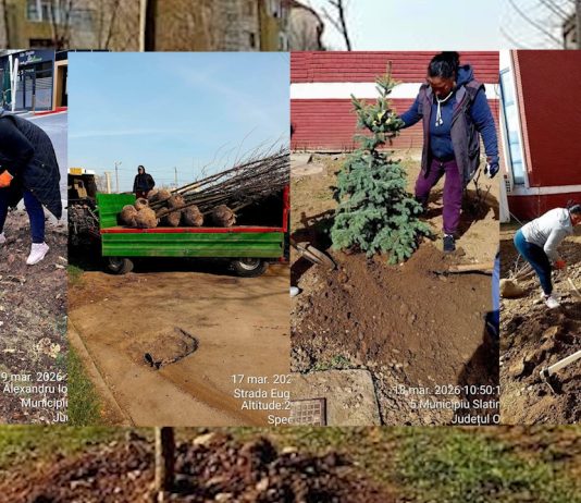 Dezvoltare urbana – Lucrari de intretinere si ingrijire spatii verzi