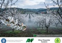 Înghețurile târzii de primăvară pot afecta serios livezile