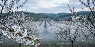 Înghețurile târzii de primăvară pot afecta serios livezile