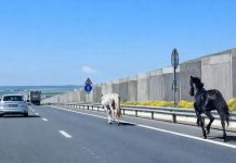 Sancționați, după ce au lăsat caii liberi, pe Drumul Expres