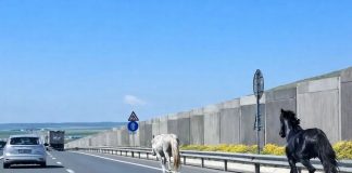 Sancționați, după ce au lăsat caii liberi, pe Drumul Expres