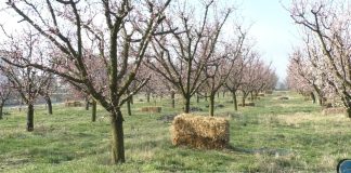 Peste 11,49 milioane de euro au ajuns la beneficiarii din sectorul pomicol afectați de înghețul târziu de primăvară