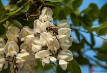 România va avea, în premieră, un Plan Național de Restaurare pentru Natură