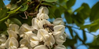România va avea, în premieră, un Plan Național de Restaurare pentru Natură