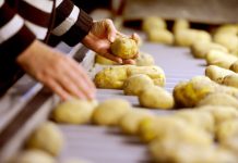 56 de milioane €, finanțare prin DR-16 pentru primele proiecte de investiții în sectorul legume și cartofi