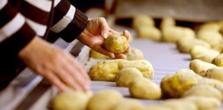 56 de milioane €, finanțare prin DR-16 pentru primele proiecte de investiții în sectorul legume și cartofi