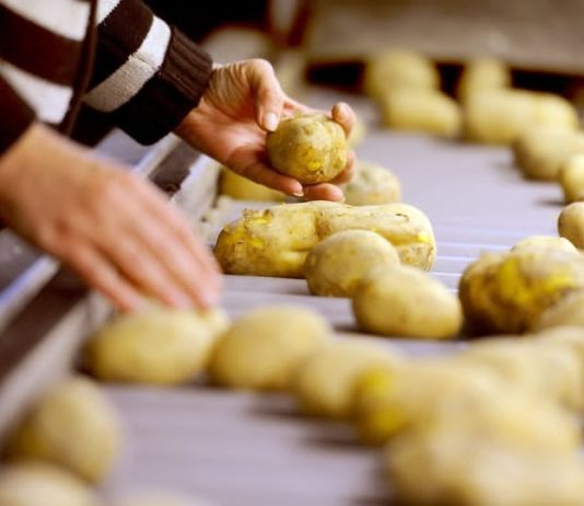 56 de milioane €, finanțare prin DR-16 pentru primele proiecte de investiții în sectorul legume și cartofi