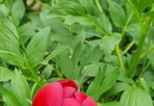 15 mai – Ziua Națională a Bujorului Românesc