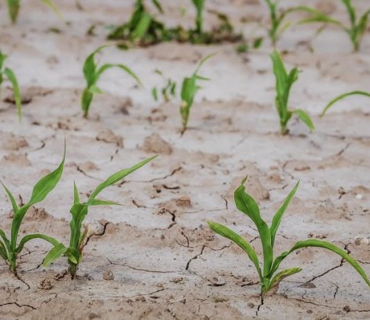 14,8 milioane de euro din rezerva agricolă a Uniunii Europene pentru sprijinirea fermierilor români