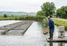 NOU APEL DE PROIECTE! Peste 14 milioane de euro pentru acvacultura sustenabilă