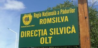 PLANTE MEDICINALE VÂNDUTE DE DIRECȚIA SILVICĂ