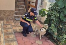 AMENZI DE PÂNĂ LA 12 000 DE LEI PENTRU STĂPÂNII DE ANIMALE