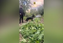 1 000 PLANTE DE CANABIS, DESCOPERITE ÎN BALȘ