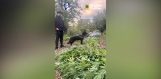 1 000 PLANTE DE CANABIS, DESCOPERITE ÎN BALȘ