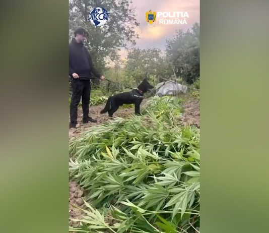1 000 PLANTE DE CANABIS, DESCOPERITE ÎN BALȘ