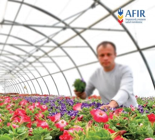Fonduri nerambursabile pentru investiții în floricultură, plante medicinale și aromatice