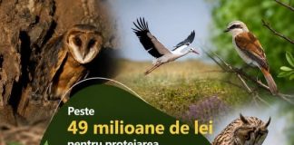 Peste 49 milioane de lei pentru protejarea păsărilor și a biodiversității din România